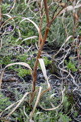 (c) magriet b, some rights reserved (CC BY-SA) Moraea ramosissima, photograph (c) magriet b, some rights reserved (CC BY-SA)