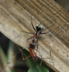 Camponotus rufoglaucus