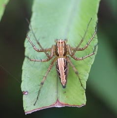 Oxyopes hindostanicus