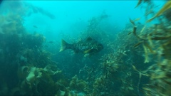 Aplodactylus arctidens