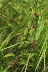 Carex cryptocarpa