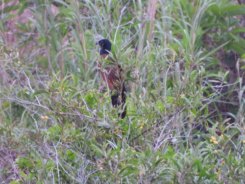 Lesser Coucal