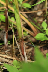 Carex cryptocarpa