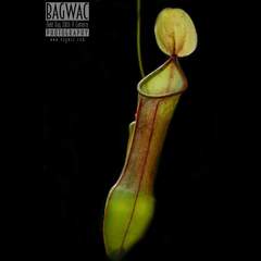 Nepenthes