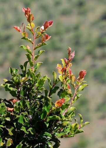 Diospyros scabrida, photograph 4