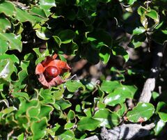 Diospyros scabrida, photograph (c) Alan Manson, some rights reserved (CC BY)