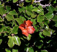 Diospyros scabrida, photograph (c) Alan Manson, some rights reserved (CC BY)