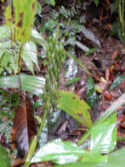 Calanthe formosana