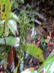 Calanthe formosana