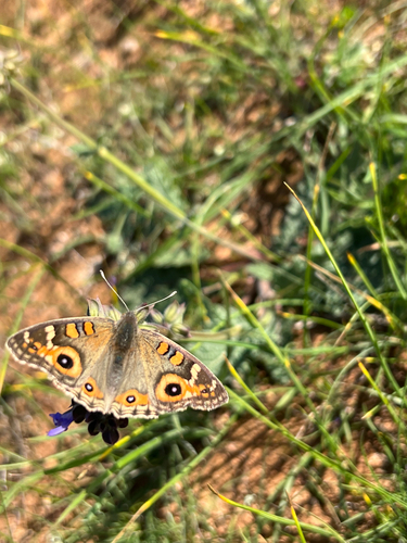 Meadow Argus
