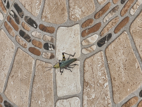 Variegated grasshopper