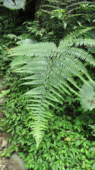 Microlepia