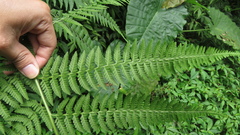Microlepia
