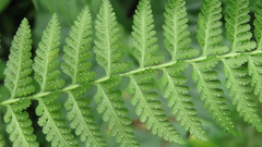 Microlepia