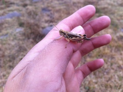 Melanoplus mexicanus