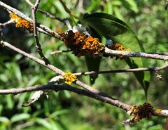 Teloschistes sieberianus