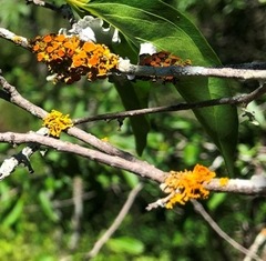 Teloschistes sieberianus