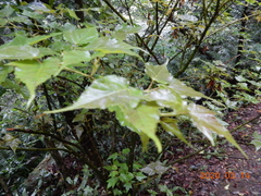 Acer caudatifolium
