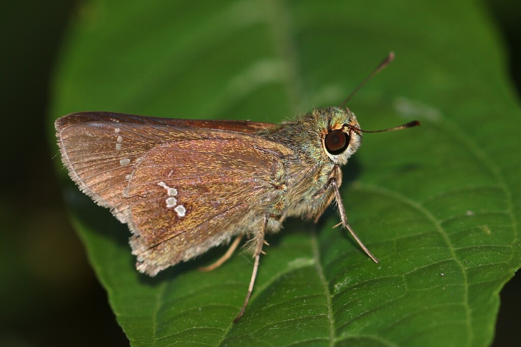 Parnara naso (Parnara naso)