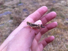 Melanoplus mexicanus