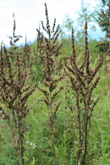 Veratrum grandiflorum