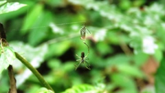 Leucauge celebesiana