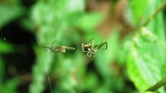 Leucauge celebesiana