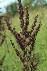 Veratrum grandiflorum