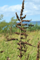 Veratrum grandiflorum