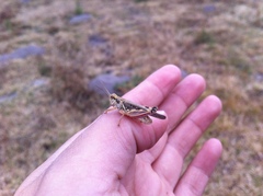 Melanoplus mexicanus