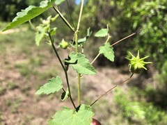 Abutilon oxycarpum incanum