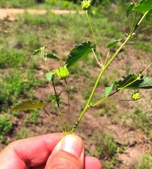 Abutilon oxycarpum incanum