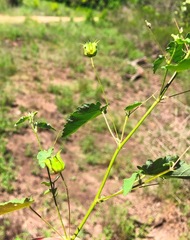 Abutilon oxycarpum incanum