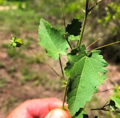 Abutilon oxycarpum incanum