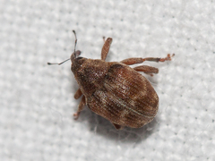 Coeliodes