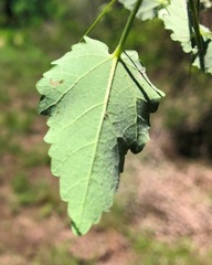 Abutilon oxycarpum incanum