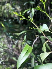 Geijera parviflora