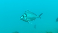 Nemadactylus macropterus