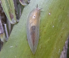 Athoracophorus bitentaculatus image