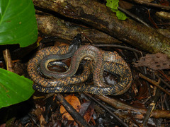 Puffing Snake photo 5