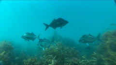 Latridopsis ciliaris