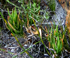 Trailing aloe (Aloiampelos decumbens)