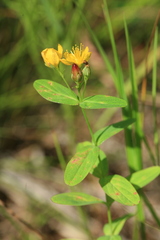 Hypericum erectum