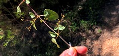 Boerhavia dominii