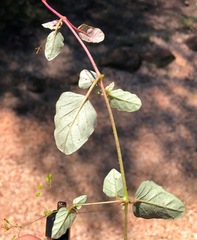 Boerhavia dominii