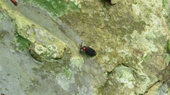 Pyrocoelia formosana