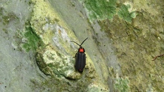 Pyrocoelia formosana