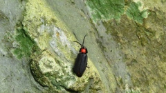 Pyrocoelia formosana