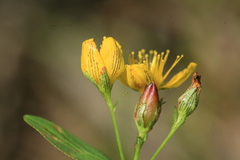 Hypericum erectum