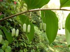 Polygonatum arisanense